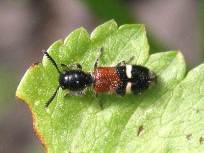 COLEOTTERI NEL FORUM - Famiglia Cleridae